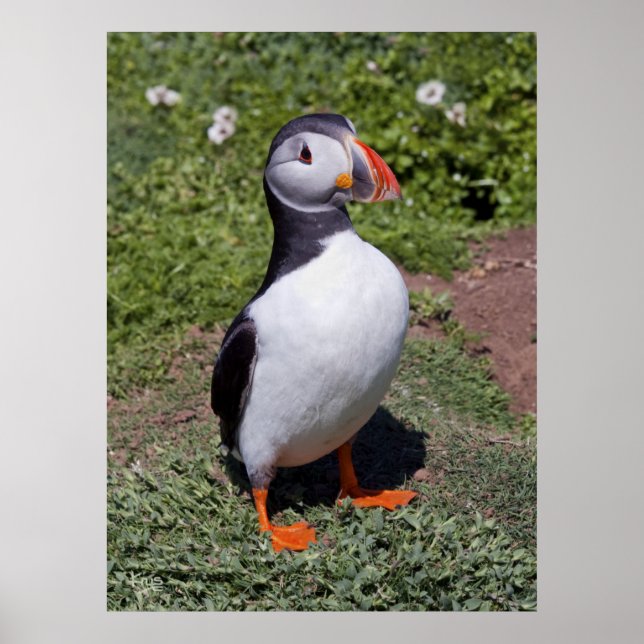 Puffin Impressão (Frente)