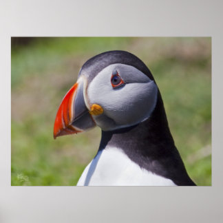 Puffin Portrait Impressão