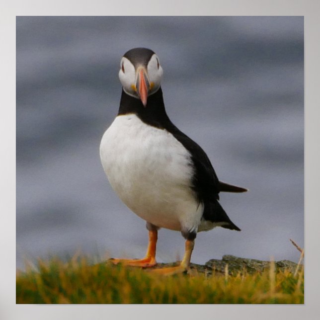 Puffin Poster (Frente)