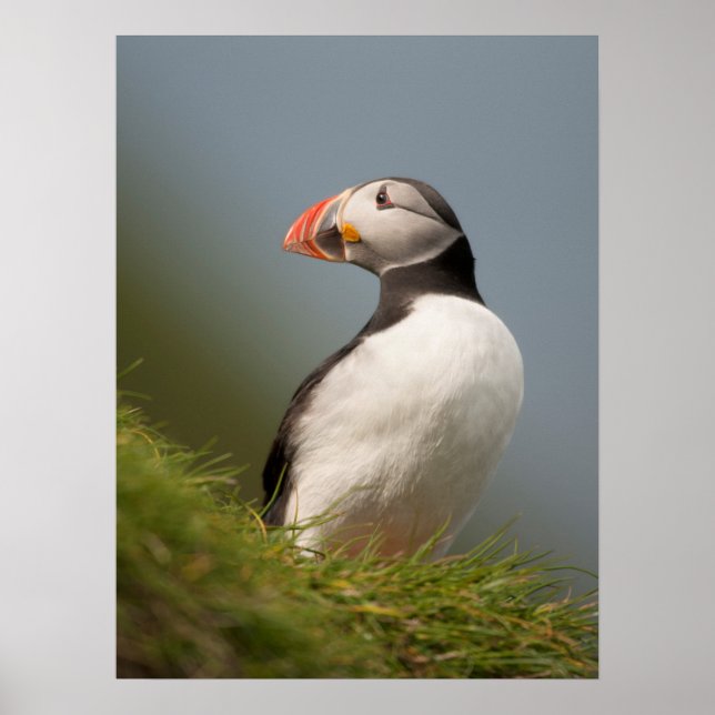 Puffin poster (Frente)