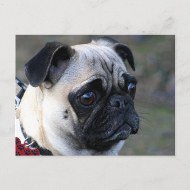 Pug cartão postal (Frente)