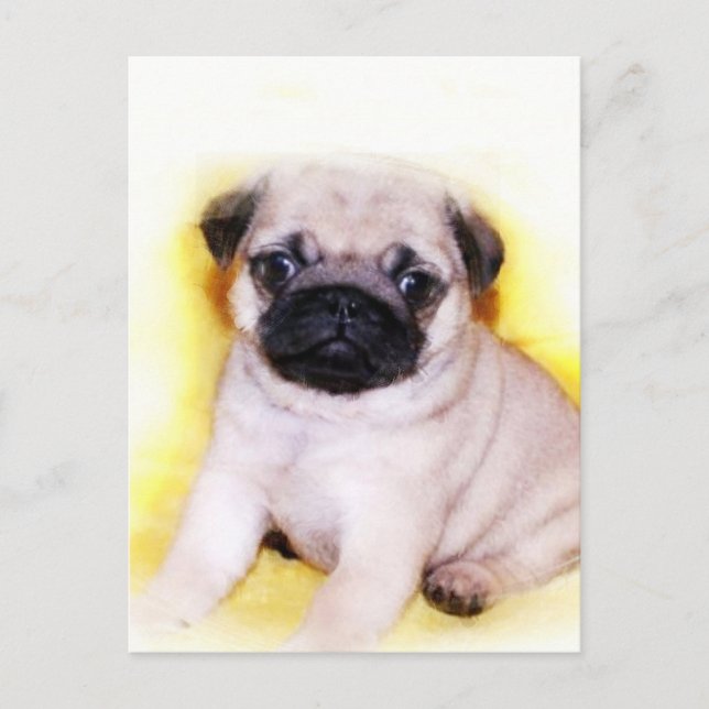 Pug Cartão postal (Frente)