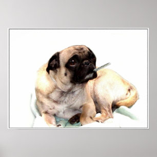 Pug doente com um poster do termômetro