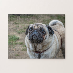 Pug dog quebra-cabeça