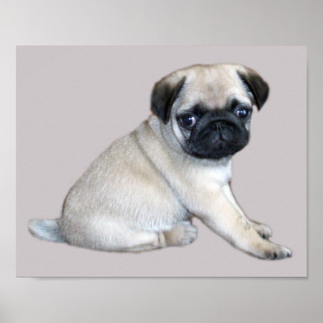 Pug Impressão (Frente)