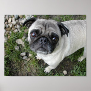 Pug n Pebbles Impressão