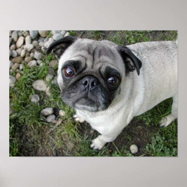 Pug n Pebbles Impressão (Frente)