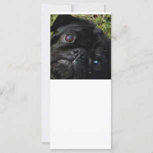 pug olhos de pug preto