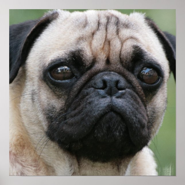 Pug Puppy Dog Poster (Frente)