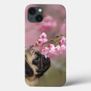 Pug Smelling Cherry Blossoms