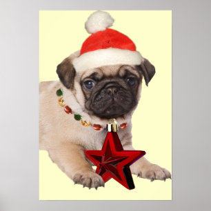 Pug um impressão da estrela do Natal