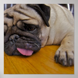Pug um impressão demais do poster