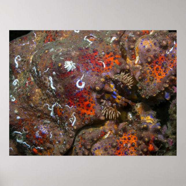 Puget Sound King Crab Poster (Frente)