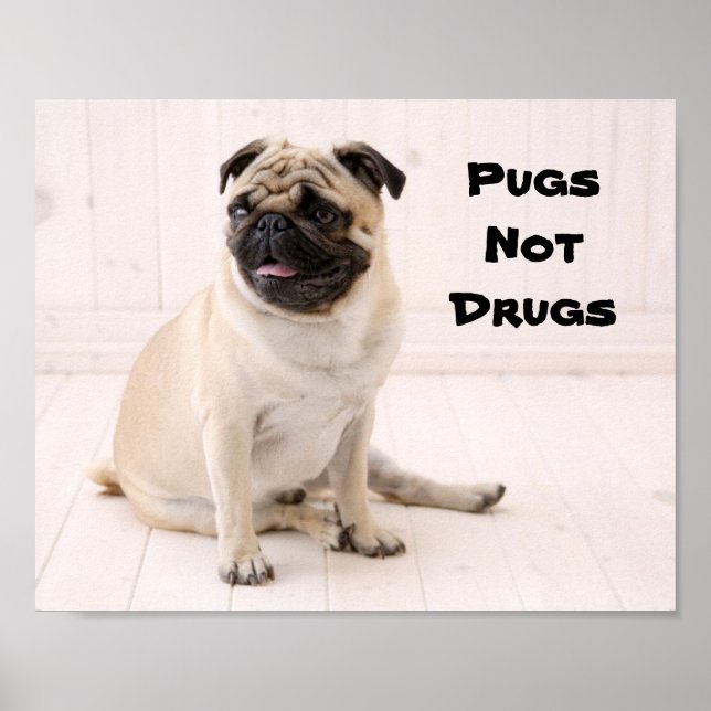 Pugs Não Drogas Poster (Frente)
