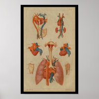 Pulmões do Coração Vintage Impressão de Anatomia H
