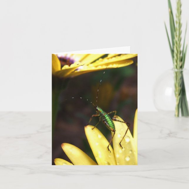 Pulo de Katydid do bebê do cartão de nota da fé (Frente)