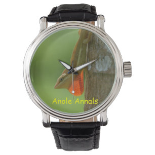 Pulso Relógio de Anole: Pulchellus do Anolis