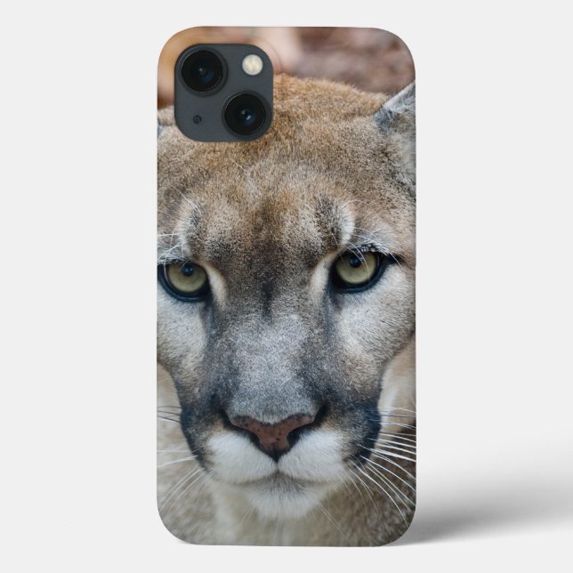 Puma, leão-da-montanha, pantera-da-flórida, Puma (Verso)