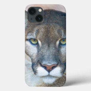 Puma, leão de montanha, pantera de Florida, puma