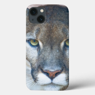 Puma, leão de montanha, pantera de Florida, puma
