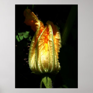Pumpkins Blossoms Valor Poster Paper
