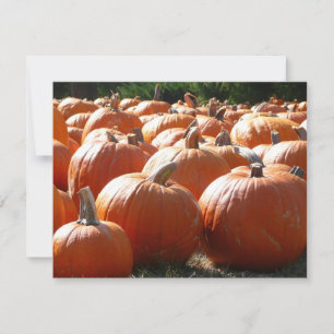 Pumpkins Foto para Queda, Dia das Bruxas ou Ação d