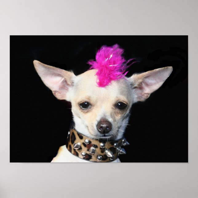 Punk Chihuahua Poster (Frente)