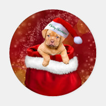 Puppies de Natal