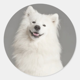 Pupppy Dog Sticker / Etiqueta