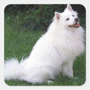 Pupppy Dog Sticker / Etiqueta