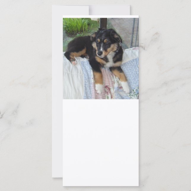 puppy aussie (Frente)