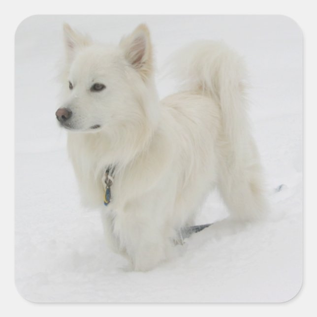 Puppy Dog Sticker / Etiqueta (Frente)