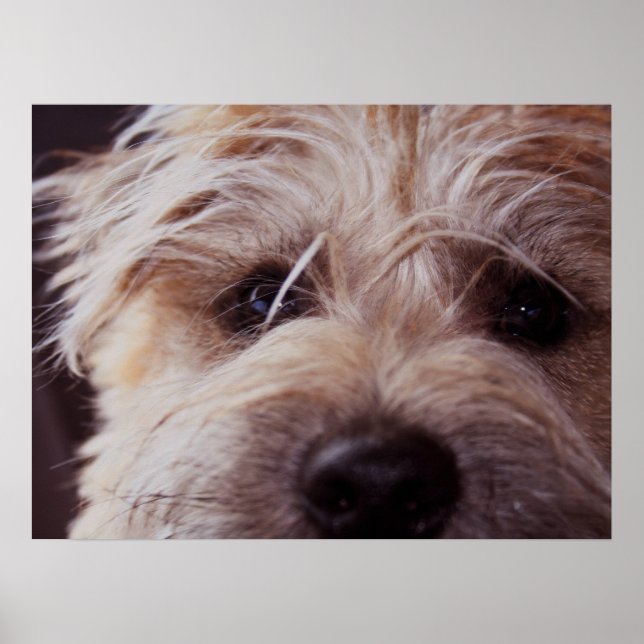 Puppy face close Poster (Frente)