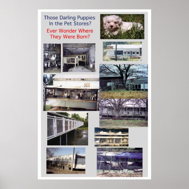 Puppy Mills Breu Poster de Miséria (Frente)