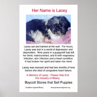 Puppy Mills Breu Poster de Miséria