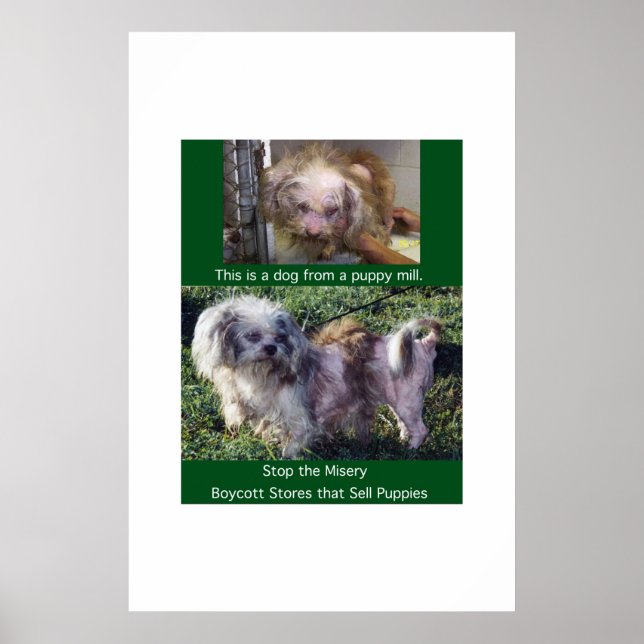 Puppy Mills Breu Poster de Miséria (Frente)