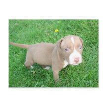 PUPPY PITBULL NO CARTÃO POSTAL GRASS