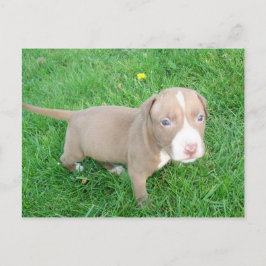 PUPPY PITBULL NO CARTÃO POSTAL GRASS