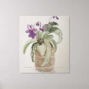 Purple Cape Primrose Watercolor Canvas Print