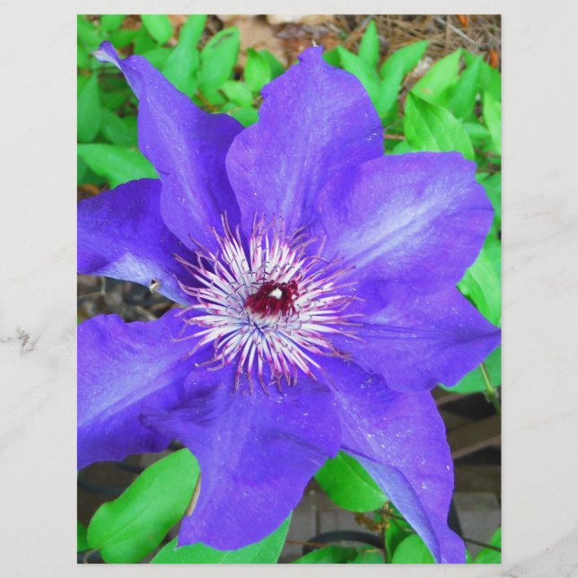 Purple Clematis Flower (Frente)