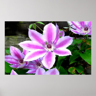 Purple Clematis Fotografia Poster/ Impressão