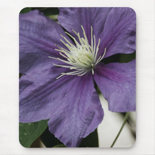 Purple Clematis Mousepad (Frente)