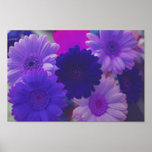 Purple Gerbera Daisy Flowers Wall Art Poster Impre