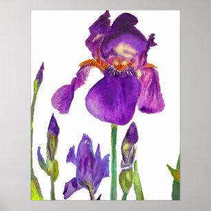 Purple Iris irises florais Flores Poster