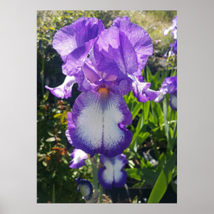 Purple Iris Iriss Cottage Garden Art Poster