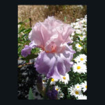 Purple Iris Iriss Cottage Garden Art Poster<br><div class="desc">Purple Iris Irises Cottage Garden Plant art Poster. Uma poster gloriosa para elogiar qualquer decoração,  tirada do meu próprio escrevendo. Projetado a partir das minhas pinturas de aquarela originais,  que pintei a partir do meu próprio jardim floral.</div>