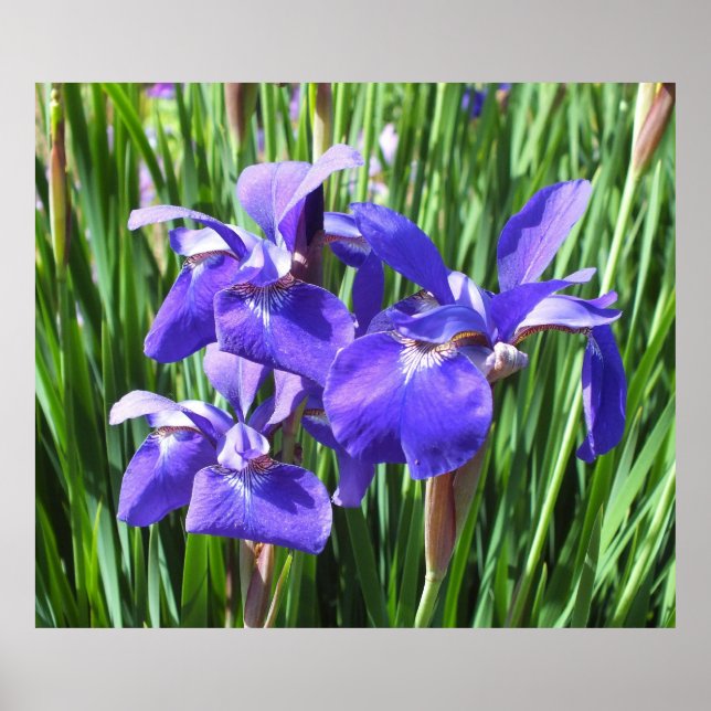 Purple Irises Poster (Frente)
