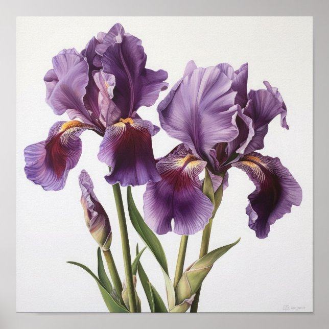 Purple Iriss Flower Art Impressão (Frente)