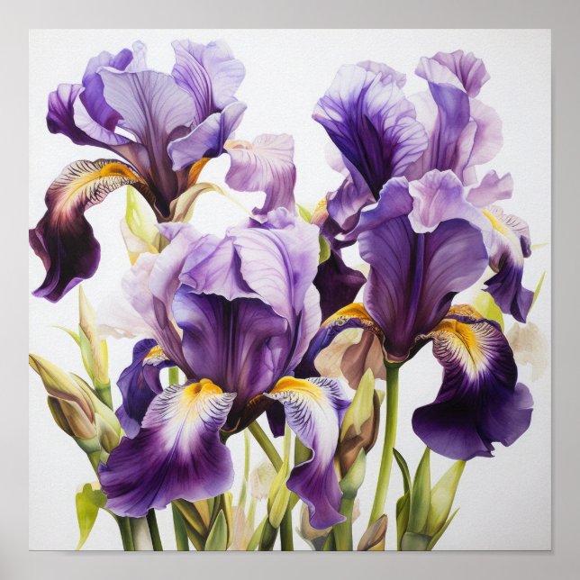 Purple Iriss Flower Art Impressão (Frente)