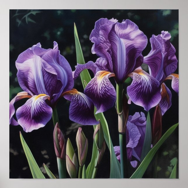 Purple Iriss Flower Art Impressão (Frente)